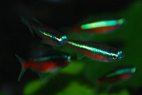 50 x Wild Caught Medium Cardinal Tetra £50. £62 delivered.