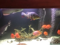 Teminsis peacock bass 20 inches