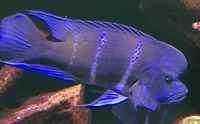 Selling all my Tangs and changing to Discus.