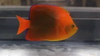 Clarion Angelfish for sale