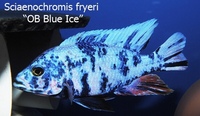 Stunning African Cichlids