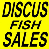 QUALITY DISCUS FISH FOR SALE - NEW STOCK - FREE DELIVERY ON ORDERS OVER £150 - CREDIT/DEBIT CARDS ACCEPTED - FULLY PET SHOP LICENCED.