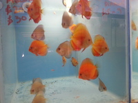 QUALITY DISCUS FISH FOR SALE - NEW STOCK - FREE DELIVERY ON ORDERS OVER £150 - CREDIT/DEBIT CARDS ACCEPTED - FULLY PET SHOP LICENCED.