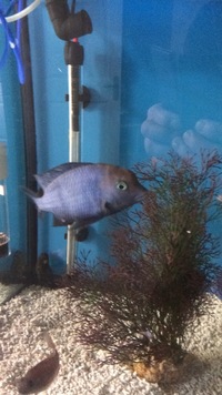 Group Blue dolphins for sale