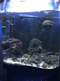 Live Marine Aquarium Fish Tank Complete Setup