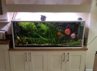 Large Premium Aquarium for sale