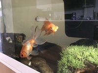 2x large goldfish