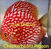 Discus fish for sale. Buy 5 get 3 free. Thousands in stock and the biggest selection in the U.K. Cheapest prices guaranteed.