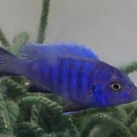 Malawi cichlids