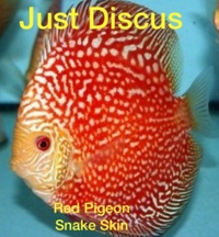 Discus fish for sale. Buy 5 get 3 free. Thousands in stock and the biggest selection in the U.K. Cheapest prices guaranteed.