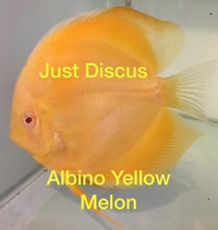 Thousands of Discus fish for sale@FREE DELIVERY@THE LARGEST STOCK AT THE CHEAPEST PRICES AND THE BEST QUALITY DISCUS IN THE U.K & U.K Bred at our hatchery.