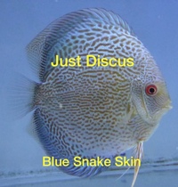 Discus fish for sale. Buy 5 get 3 free. Thousands in stock and the biggest selection in the U.K. Cheapest prices guaranteed.