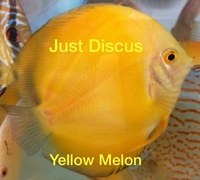 Discus fish for sale. Buy 5 get 3 free. Thousands in stock and the biggest selection in the U.K. Cheapest prices guaranteed.