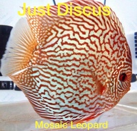 Discus fish for sale. Buy 5 get 3 free. Thousands in stock and the biggest selection in the U.K. Cheapest prices guaranteed.