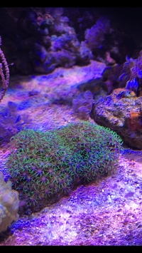 Star polyps and coral beauty for sale SOLD. Mp10 and aquarium