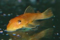 Super Red Ancistrus