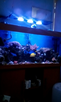 Selling jewel 4ft marine aquarium complete with fish ect