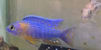 Malawi cichlids