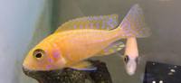 Malawi cichlids