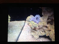 Live corals, inverts, fish in Marine tank Red Sea max 250 with sump £450 Ono