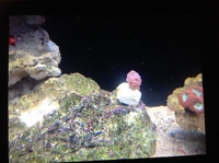 Live corals, inverts, fish in Marine tank Red Sea max 250 with sump £450 Ono