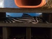 Zebra plecos - breeding age for sale - now SOLD