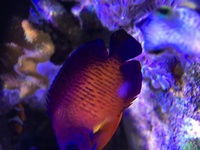 Star polyps and coral beauty for sale SOLD. Mp10 and aquarium