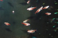 Golden Cardinal Tetra