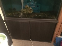 ND Aquatics 4x2x2 with sumo dark wood aquarium.