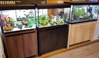 💥💥Fluval Roma 125 Aquarium / Fish Tank and FREE cabinet.