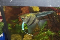 NOW SOLD---Angel fish(P.scalare) wild type 2 proven breeding pairs in Leeds-- ono £60 for both