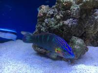 Current Marine Stocklist - Maidenhead Aquatics Birmingham @ Melbicks Garden Centre