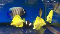 Current Marine Stocklist - Maidenhead Aquatics Birmingham @ Melbicks Garden Centre