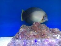 Current Marine Stocklist - Maidenhead Aquatics Birmingham @ Melbicks Garden Centre
