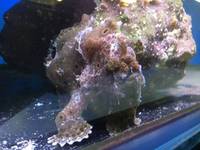 Current Marine Stocklist - Maidenhead Aquatics Birmingham @ Melbicks Garden Centre