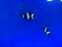 Current Marine Stocklist - Maidenhead Aquatics Birmingham @ Melbicks Garden Centre