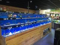 Current Marine Stocklist - Maidenhead Aquatics Birmingham @ Melbicks Garden Centre