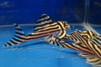 Good quality L046 zebra pleco