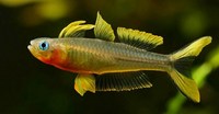 Pseudomugil furcatus Forktail Blue-eye Rainbow Fish WANTED