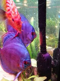 CHILTON AQUATICS. WE ARE THE AQUATIC SPECIALISTS. LARGEST RANGE OF FISH AND AQUATIC GOODS IN THE NORTH OF ENGLAND. BEST QUALITY AND BEST PRICES