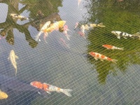 Large Koi for sale and all equipment