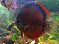 THE BEST VALUE AND QUALITY DISCUS FROM CHILTON AQUATICS. BIGGER SIZES AT BETTER PRICES.