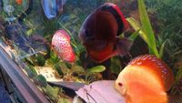 THE BEST VALUE AND QUALITY DISCUS FROM CHILTON AQUATICS. BIGGER SIZES AT BETTER PRICES.