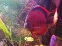 THE BEST VALUE AND QUALITY DISCUS FROM CHILTON AQUATICS. BIGGER SIZES AT BETTER PRICES.