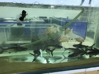 Albino Pacu for sale in Leeds