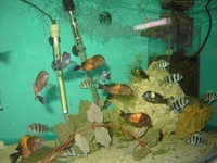 Frontosa and other Tangs for sale.