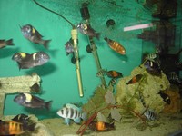 Frontosa and other Tangs for sale.