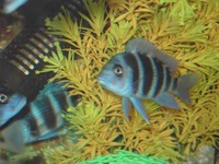 Frontosa and other Tangs for sale.