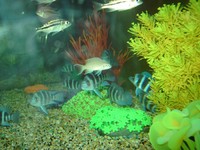 Frontosa and other Tangs for sale.