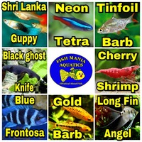 Tropical fish stock list